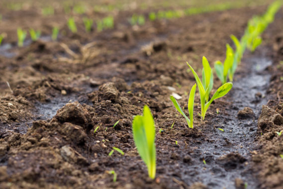 Identify Planter Error / Emergence Issues