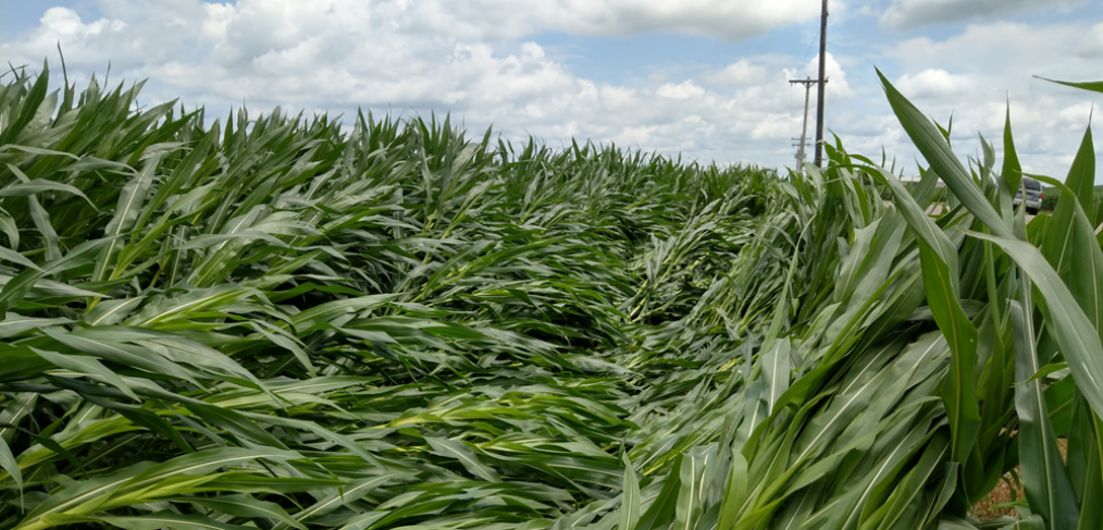 Storm Damage to Corn
