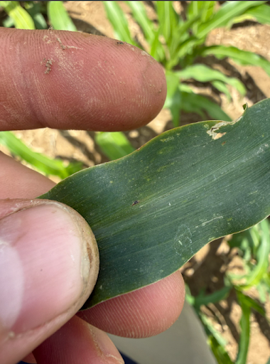Close-up of a corn leaf with a small early tar spot lesion, the first visible sign of the disease confirmed in the grower's field.